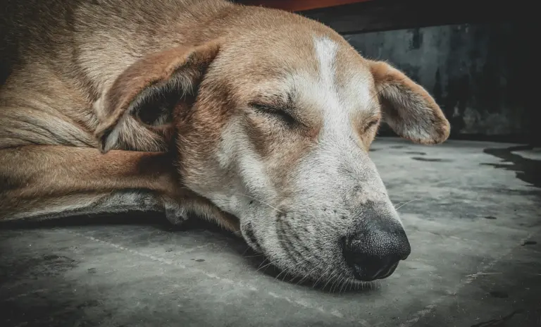 Perro senior descansando en piso duro - señal de que necesita una cama ortopédica