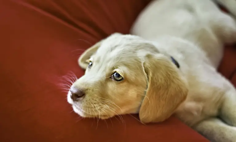 Perro durmiendo cómodamente en su cama - cómo elegir la cama ideal para perros