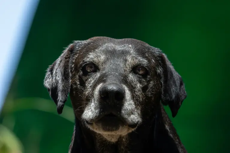 Perro senior - accesorios esenciales para mejorar su calidad de vida