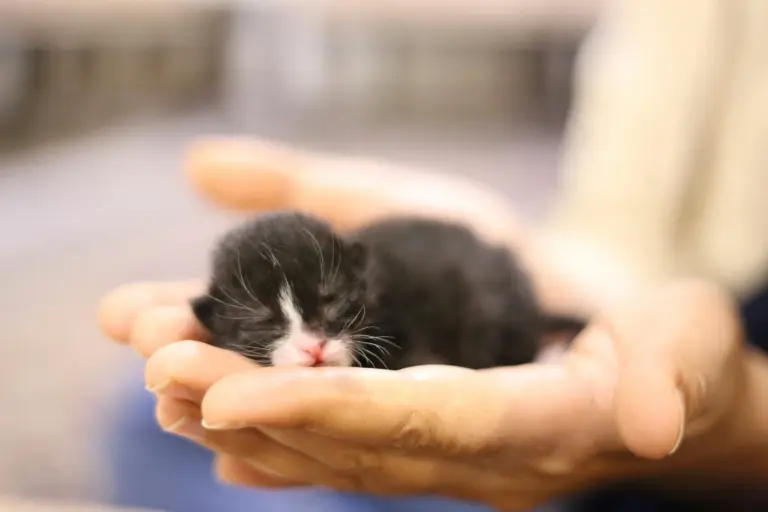 gatito nuevo en casa - guía de accesorios esenciales para nueva mascota