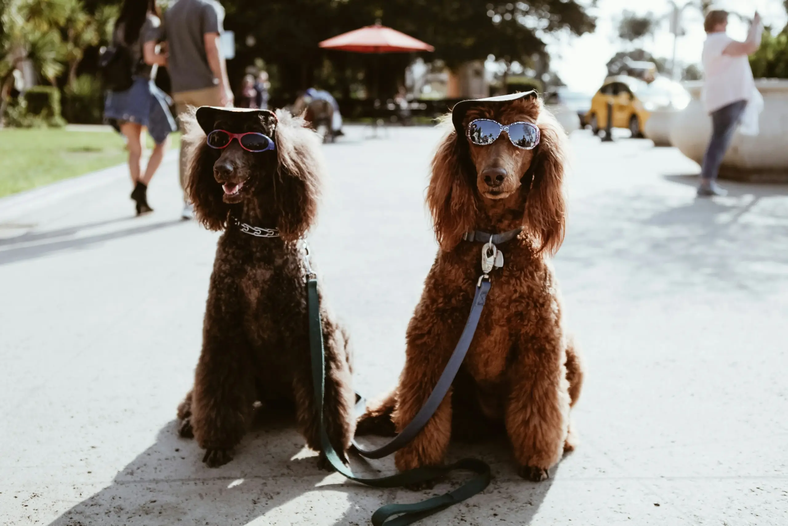 Accesorios y regalos para mascotas - las mejores ideas para perros y gatos