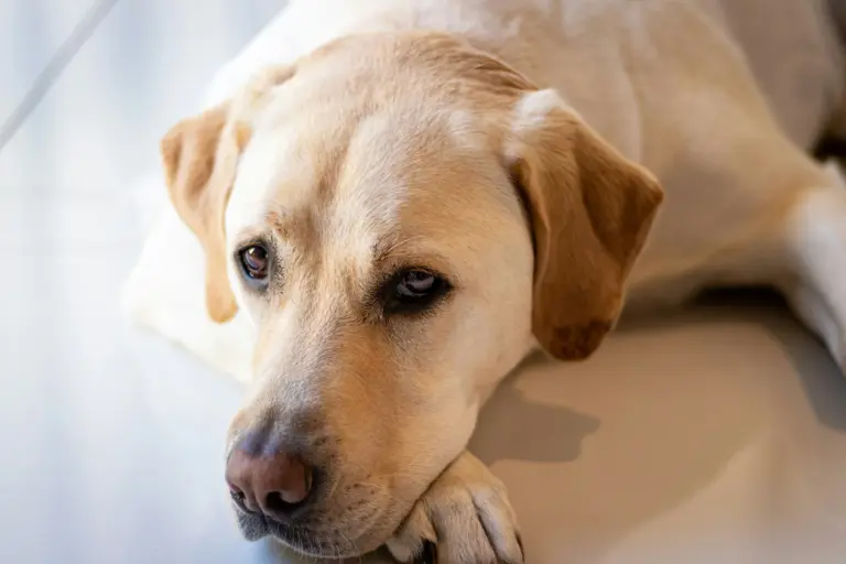Perro de raza grande descansando - guía para mejorar la calidad de vida con displasia de cadera