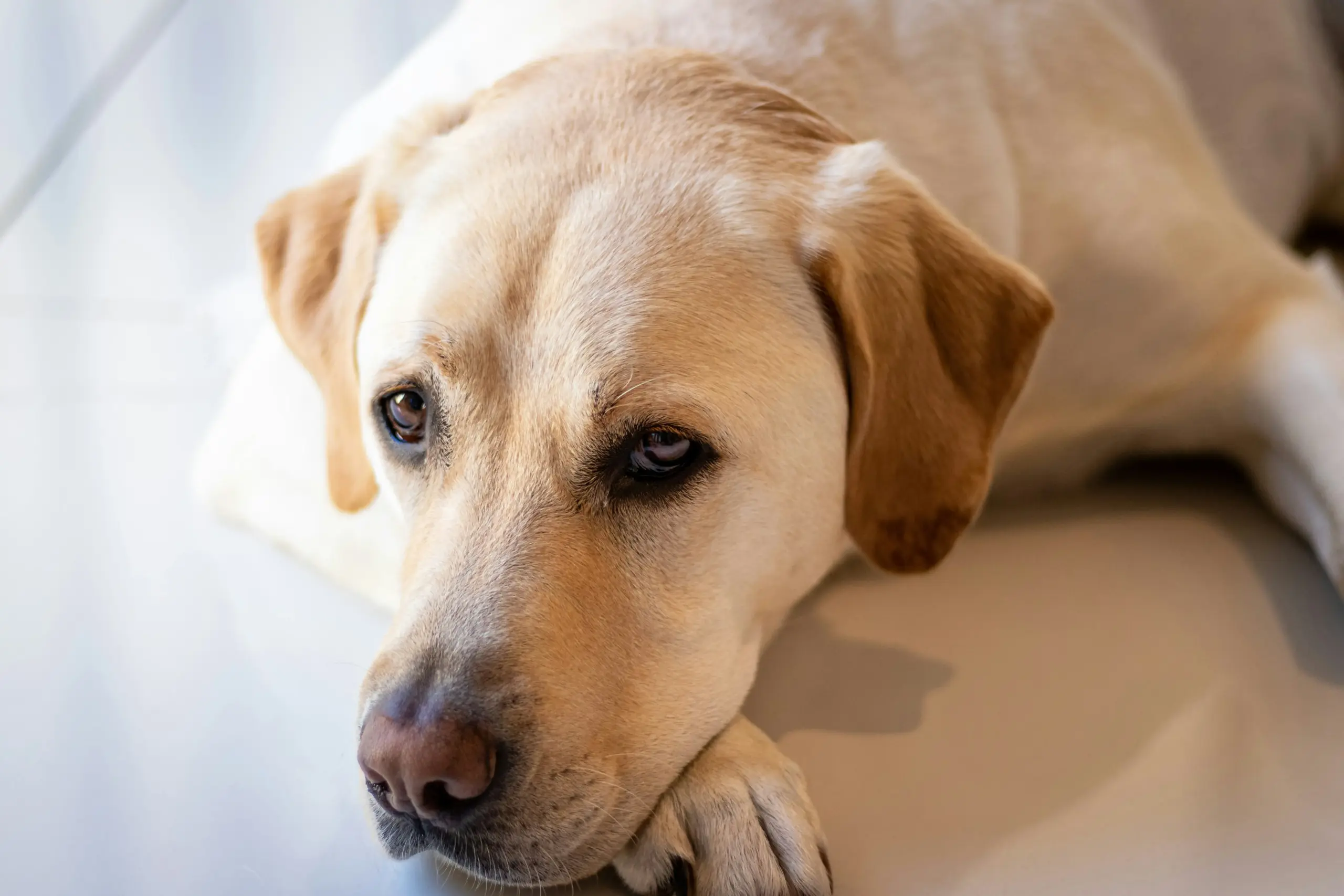 Perro de raza grande descansando - guía para mejorar la calidad de vida con displasia de cadera