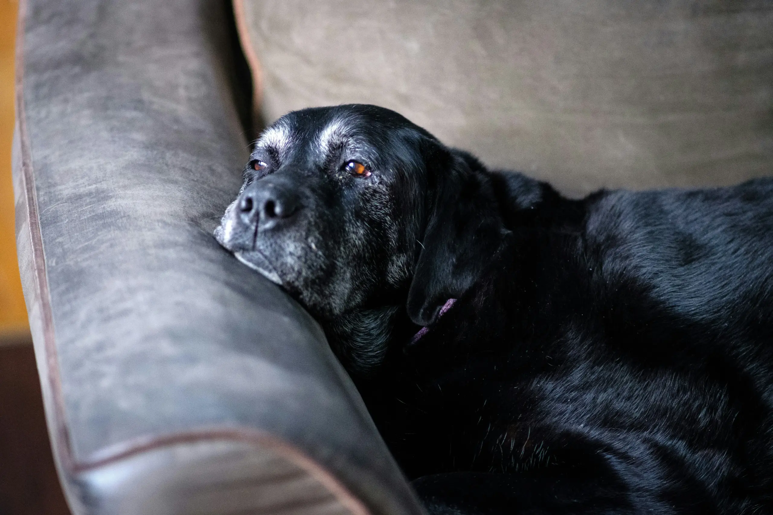 Perro adulto descansando - guía sobre artritis canina síntomas y manejo desde casa