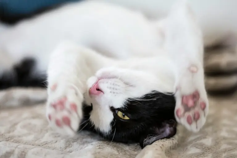 Gato relajado y contento en casa - señales de que tu gato está feliz