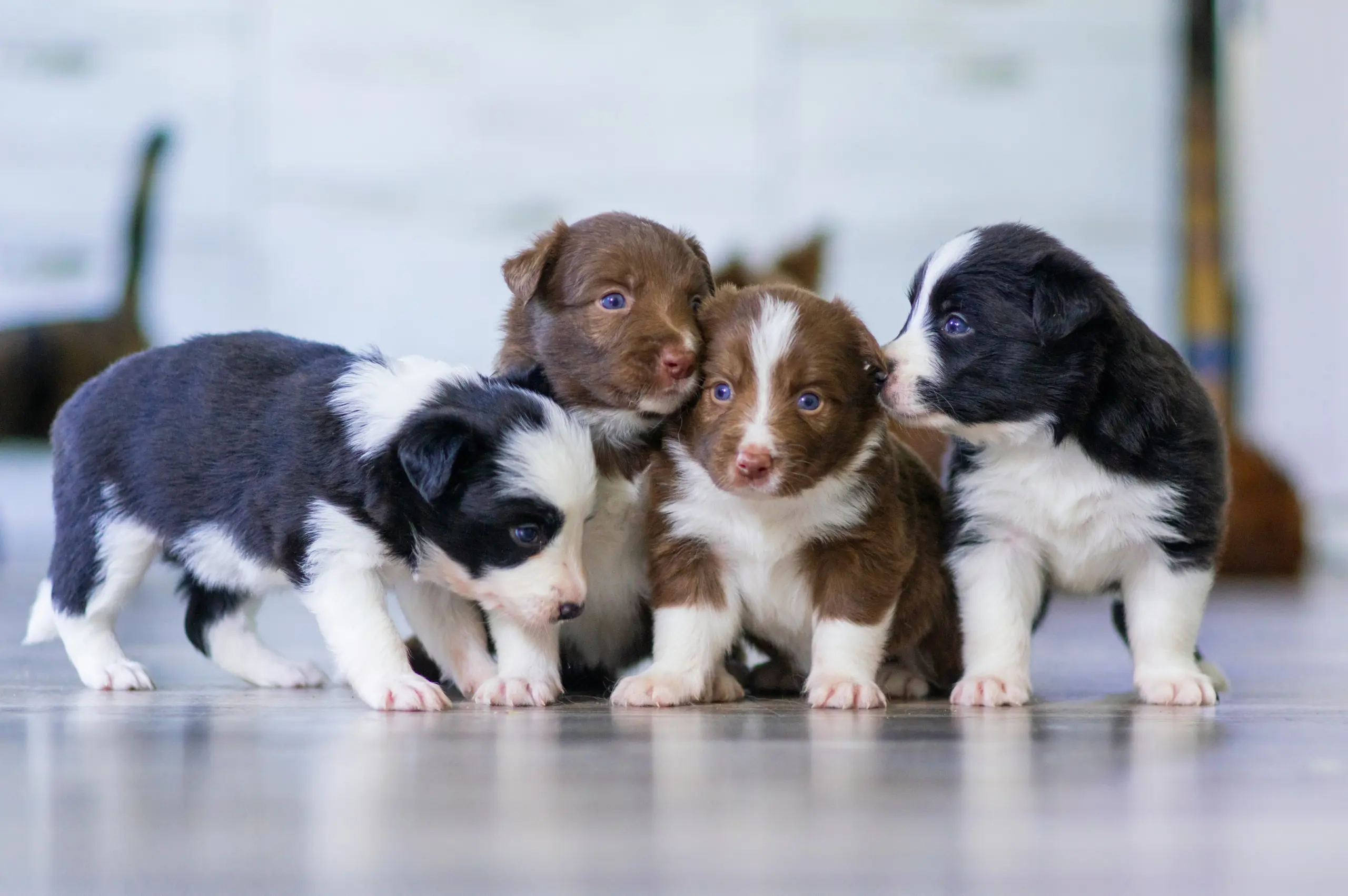 Perros de razas populares en Chile - guía de características y necesidades