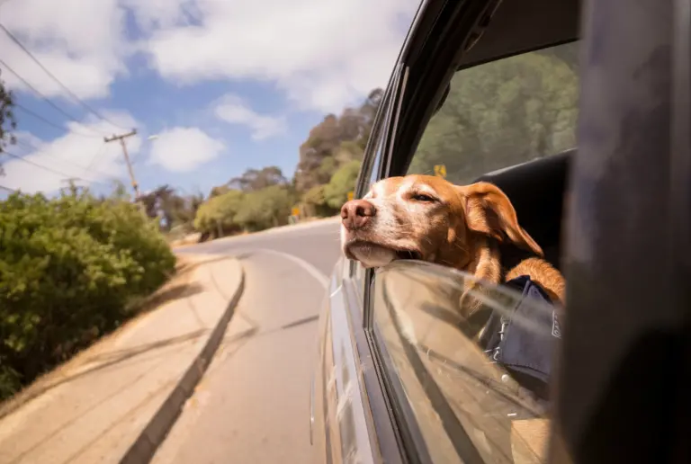 Perro viajando en auto - guía práctica para viajar con mascotas en Chile