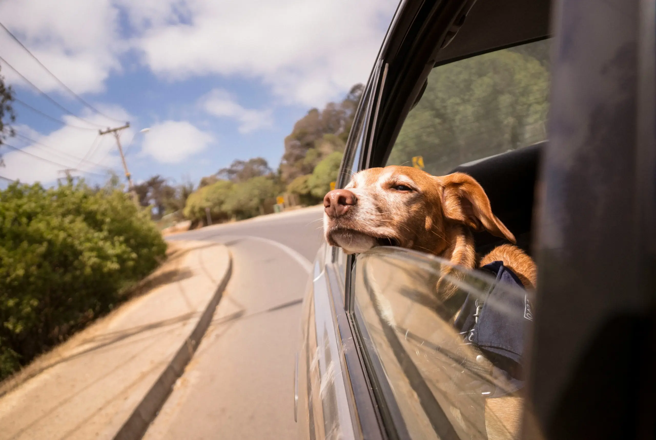 Perro viajando en auto - guía práctica para viajar con mascotas en Chile