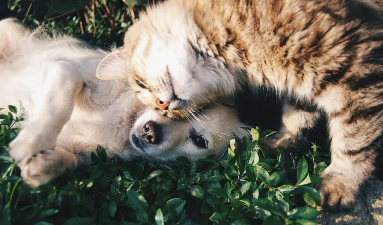 Perro y gato conociéndose - guía para presentar una nueva mascota correctamente