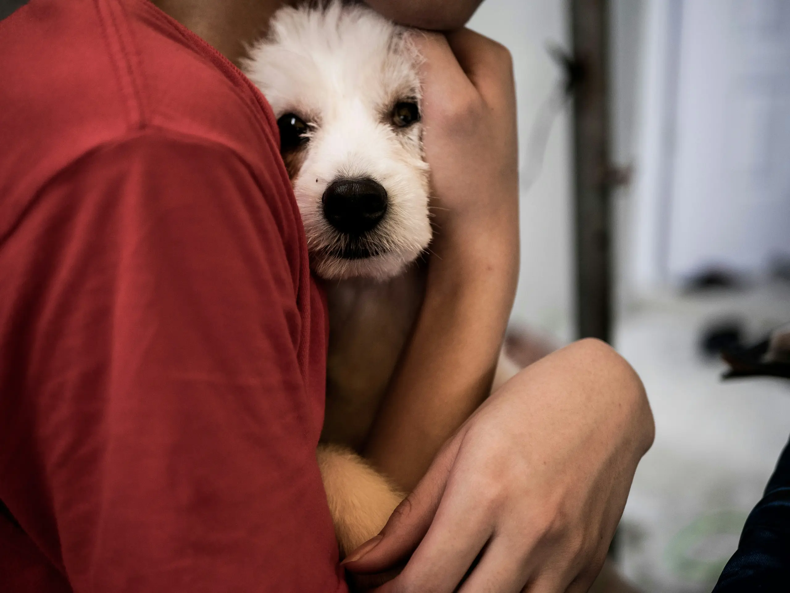 Persona abrazando a su perro - beneficios de las mascotas para la salud mental