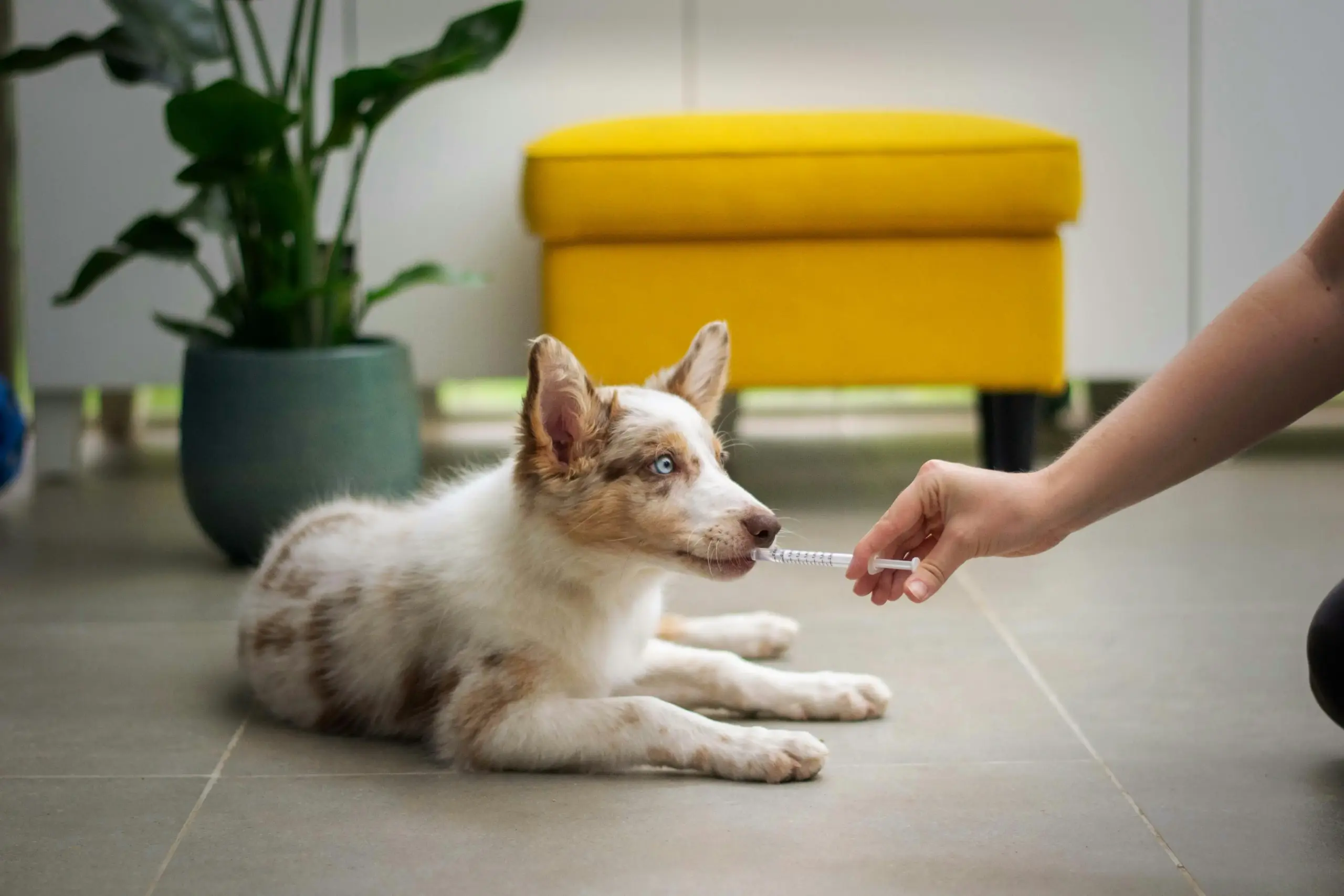 Perro descansando enfermo - señales de que tu perro necesita atención veterinaria