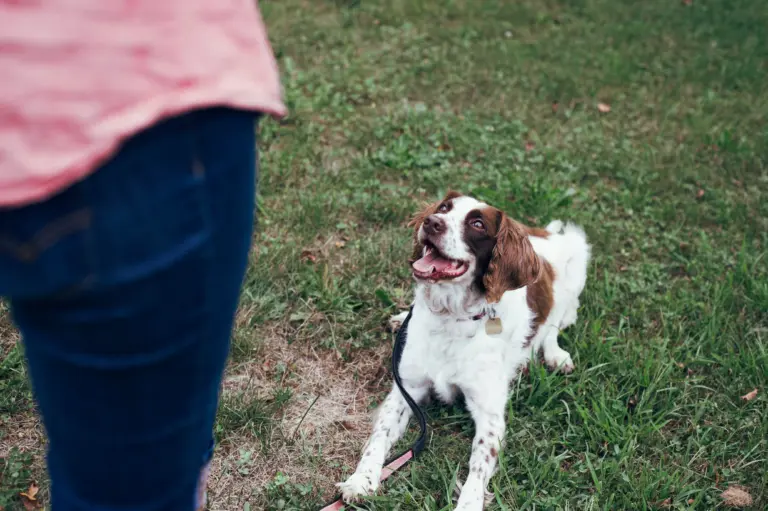 Dueño entrenando a su perro con refuerzo positivo - guía de comandos básicos