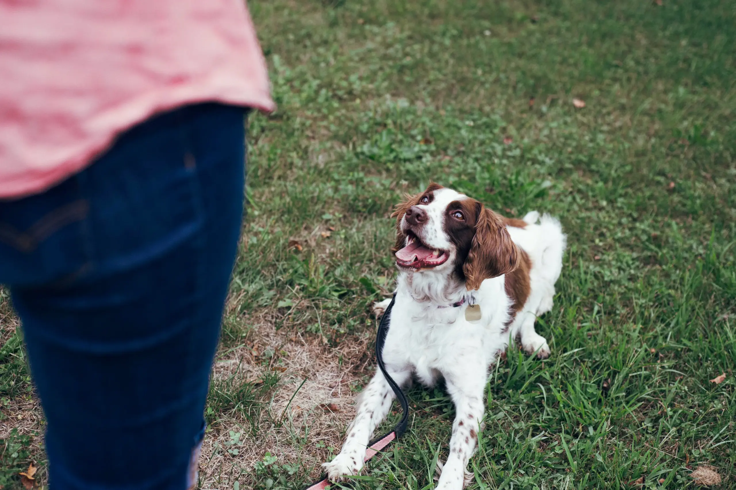 Dueño entrenando a su perro con refuerzo positivo - guía de comandos básicos