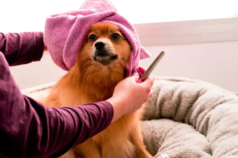 Perro siendo bañado en casa - guía paso a paso para bañar a tu perro