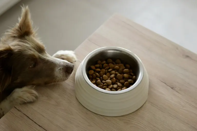 Perro mirando comida - guía de alimentos peligrosos y seguros para perros y gatos