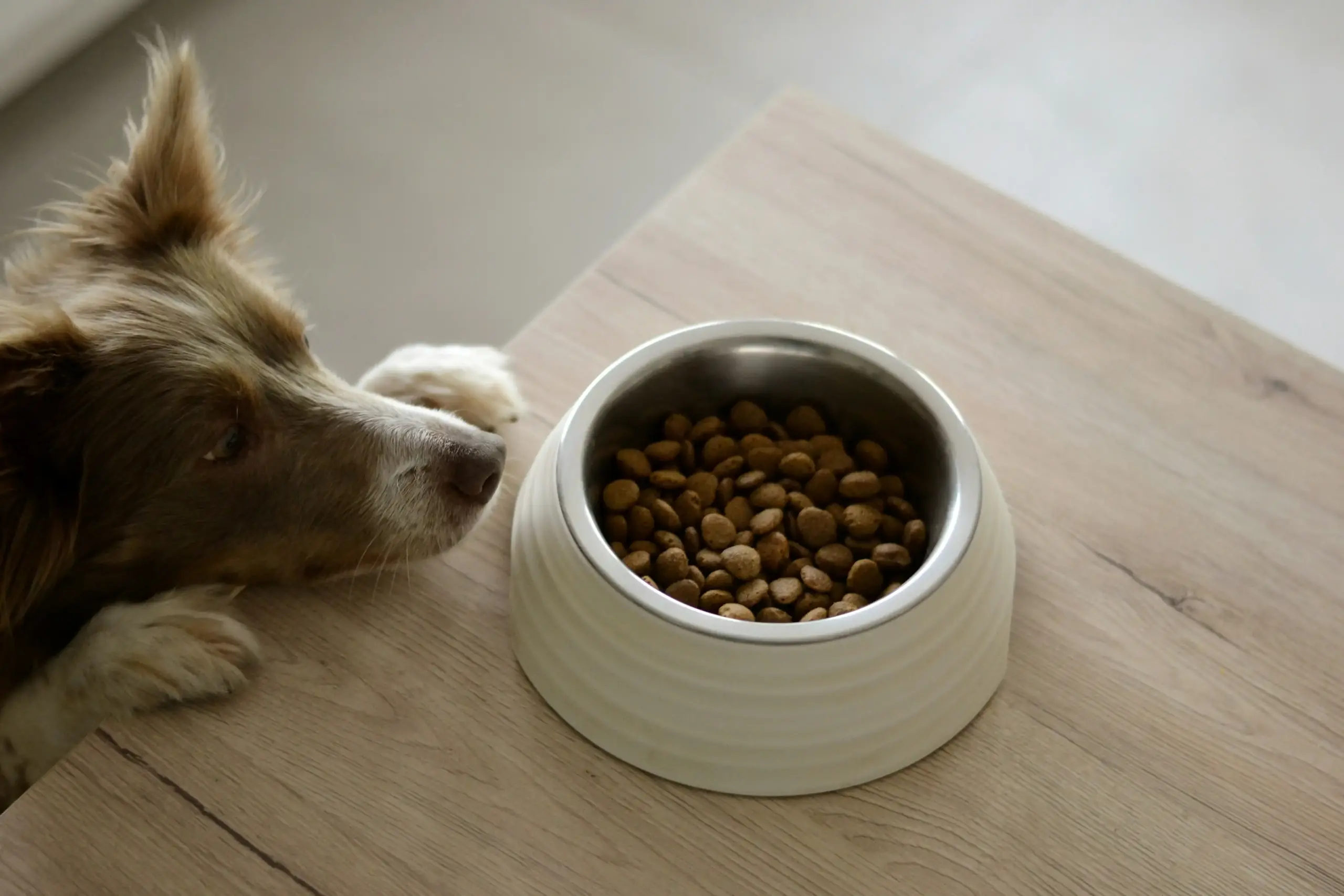 Perro mirando comida - guía de alimentos peligrosos y seguros para perros y gatos