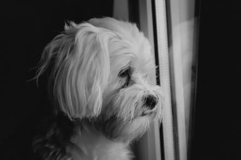 Perro esperando solo en casa - guía para manejar la ansiedad por separación en perros