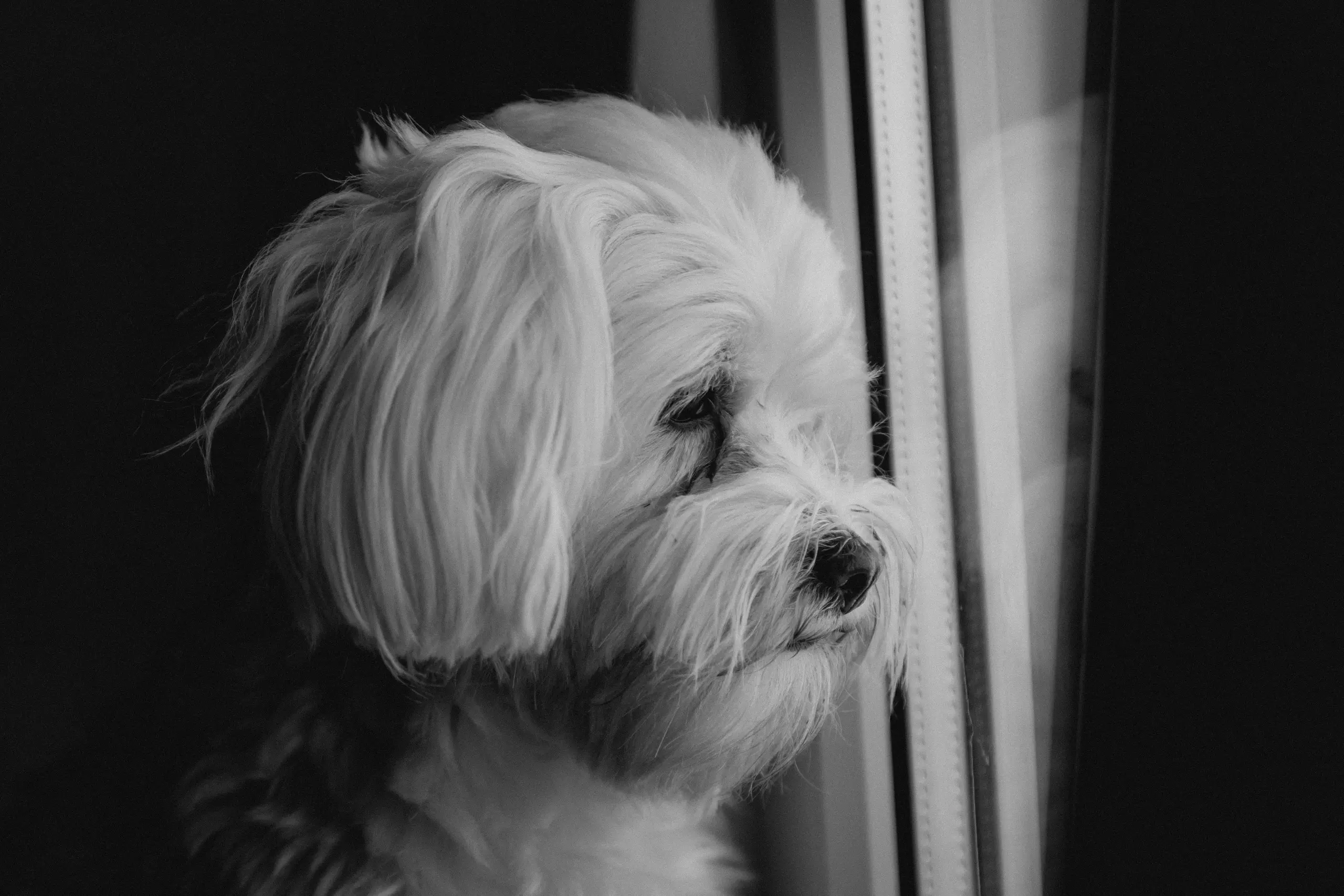 Perro esperando solo en casa - guía para manejar la ansiedad por separación en perros